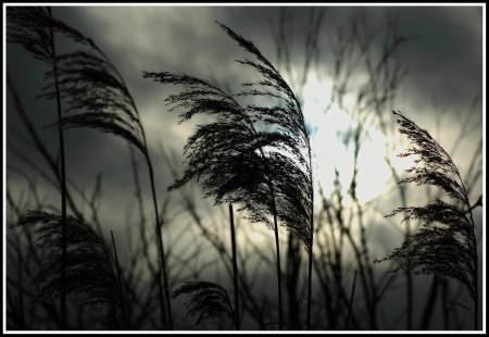 Ветер мрачный