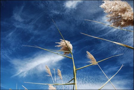 Ветер в природе