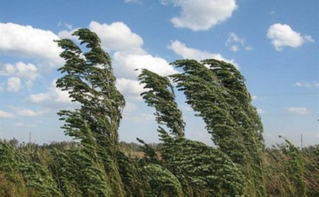 Сильный ветер деревья