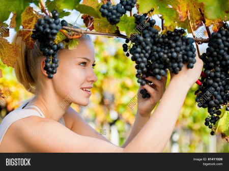 Сбор винограда