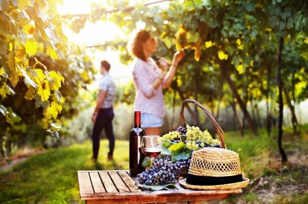 Пикник на винограднике