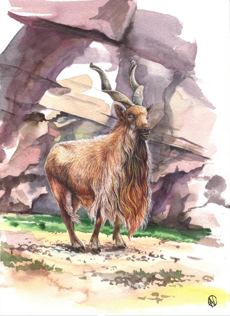 Козел акварель