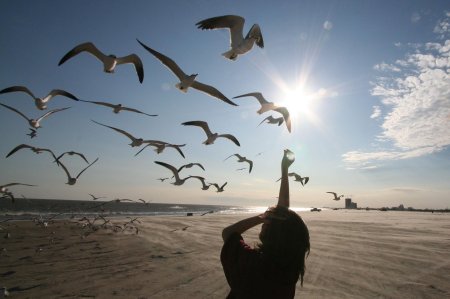 Море птицы девушка