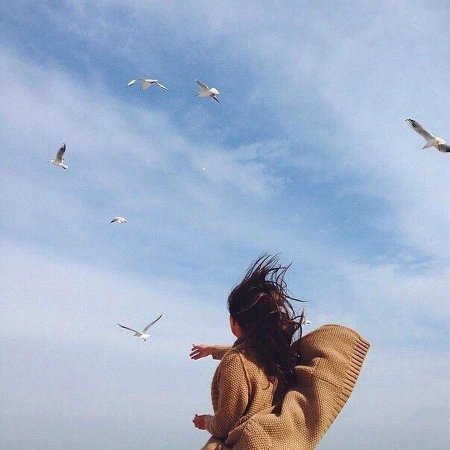 Птицы в небе