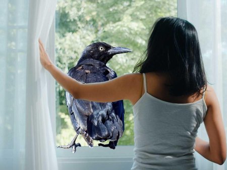 Птица залетела в окно