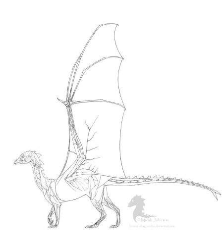 Анатомия дракона