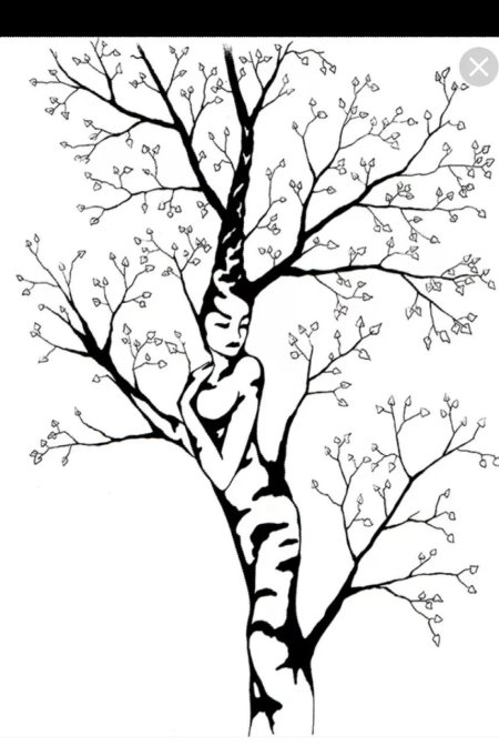 Береза в графике