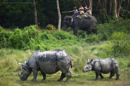 Носорог в джунглях