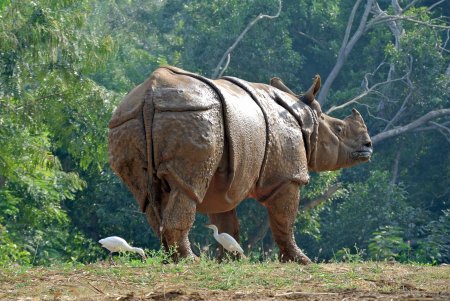 Kaziranga National Park