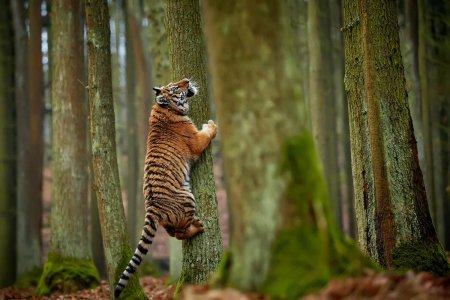 Тигр лазить по деревьям