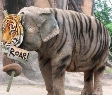 Тигр и слон